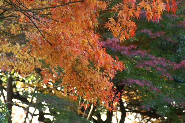 紅葉・府中の森