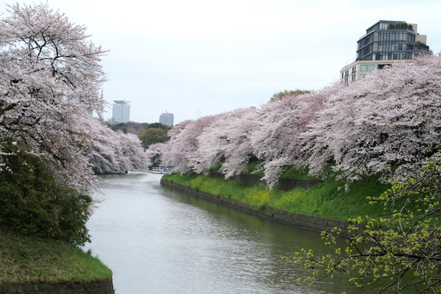 千鳥ヶ淵の桜