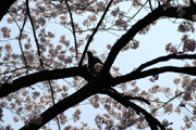 府中の桜