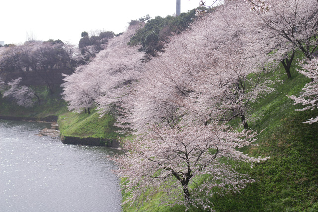 千鳥ヶ淵の桜