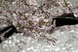 千鳥ヶ淵の桜