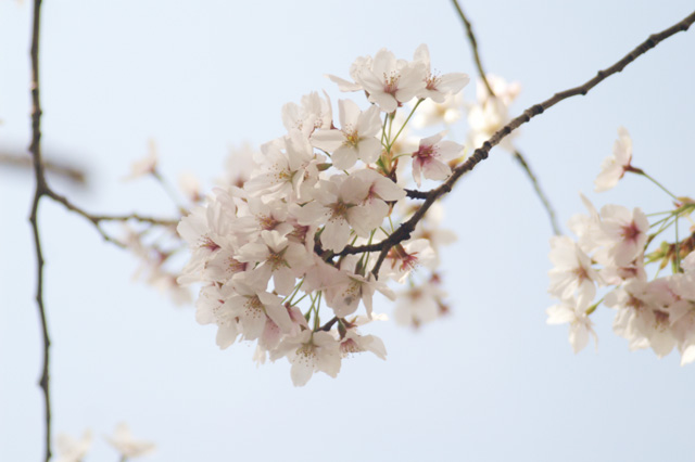 千鳥ヶ淵の桜