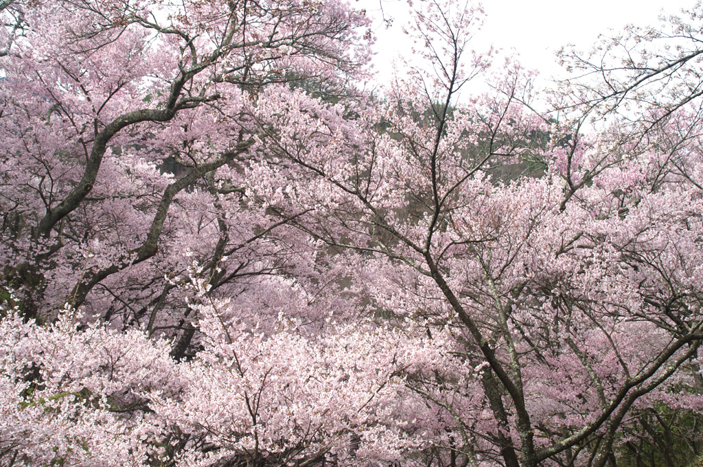 高遠城址公園の桜