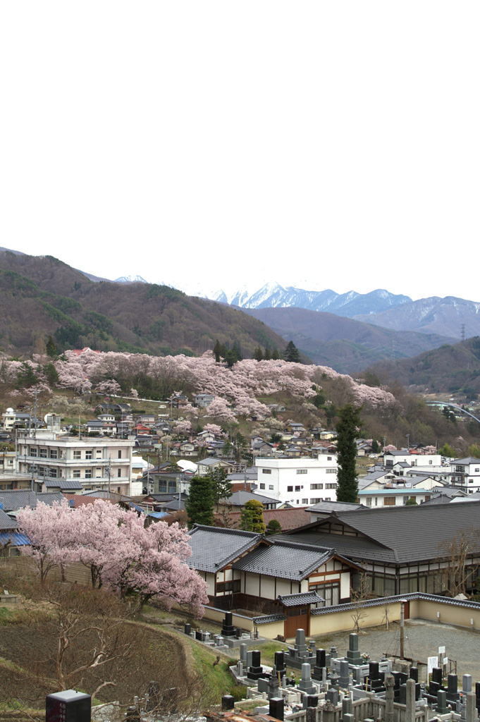 高遠城址公園の桜