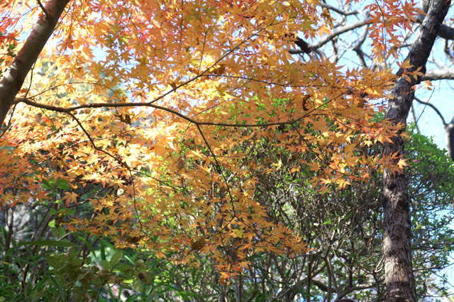 百草園の紅葉